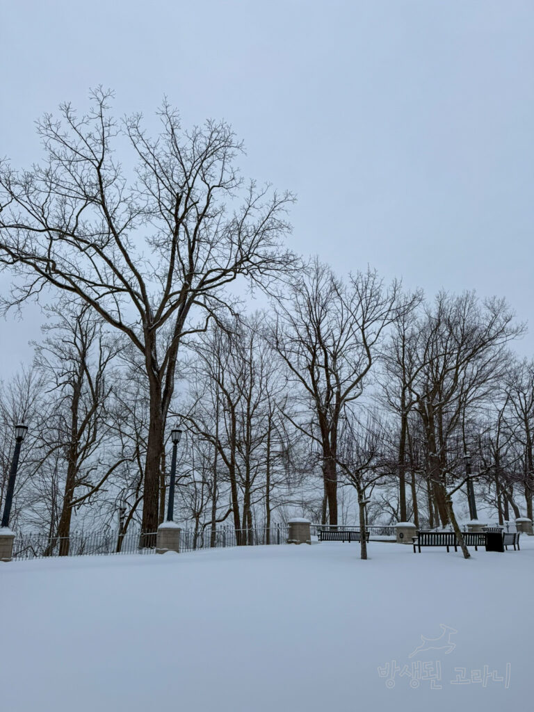 폴스뷰 카지노 앞 눈 쌓인 공원 풍경