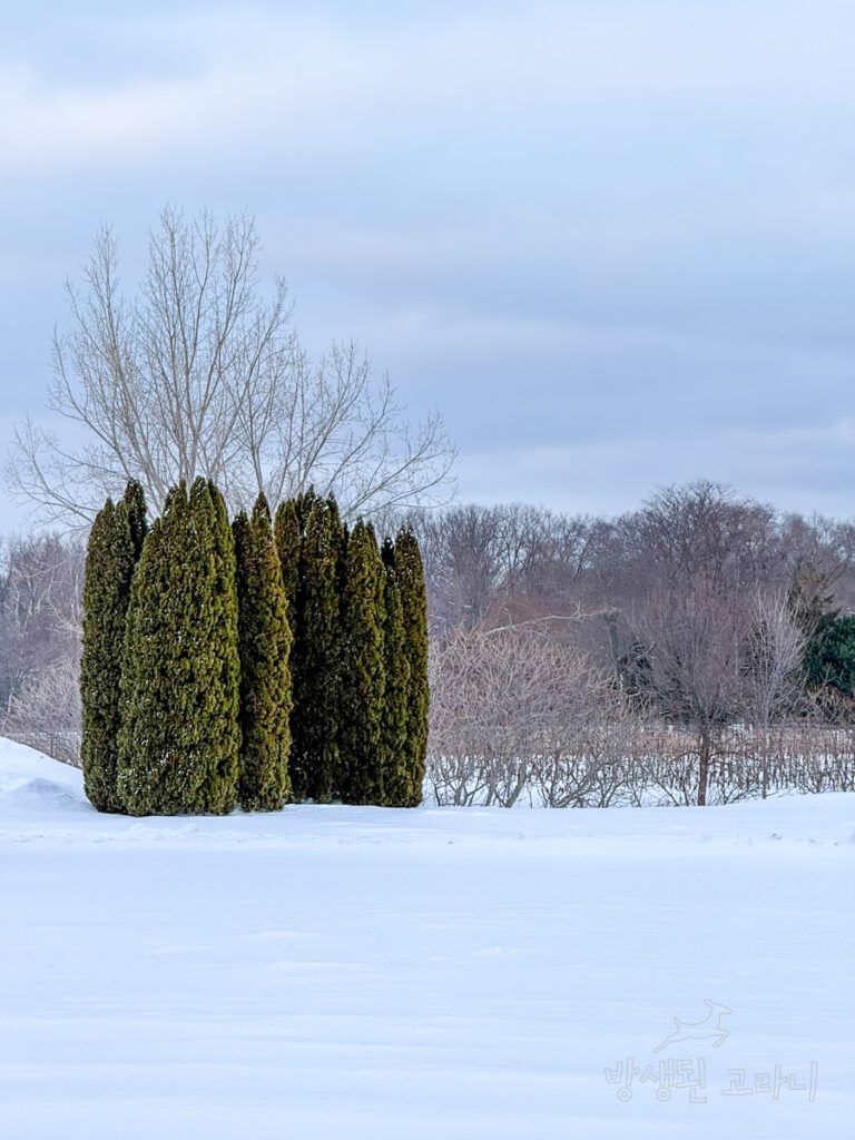 눈 덮인 와이너리 부지의 커다란 나무들과 뒤편으로 펼쳐진 포도밭 풍경