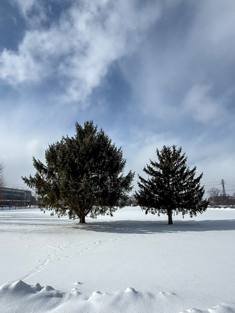 주차장 옆 눈 소복이 쌓인 나무 두 그루