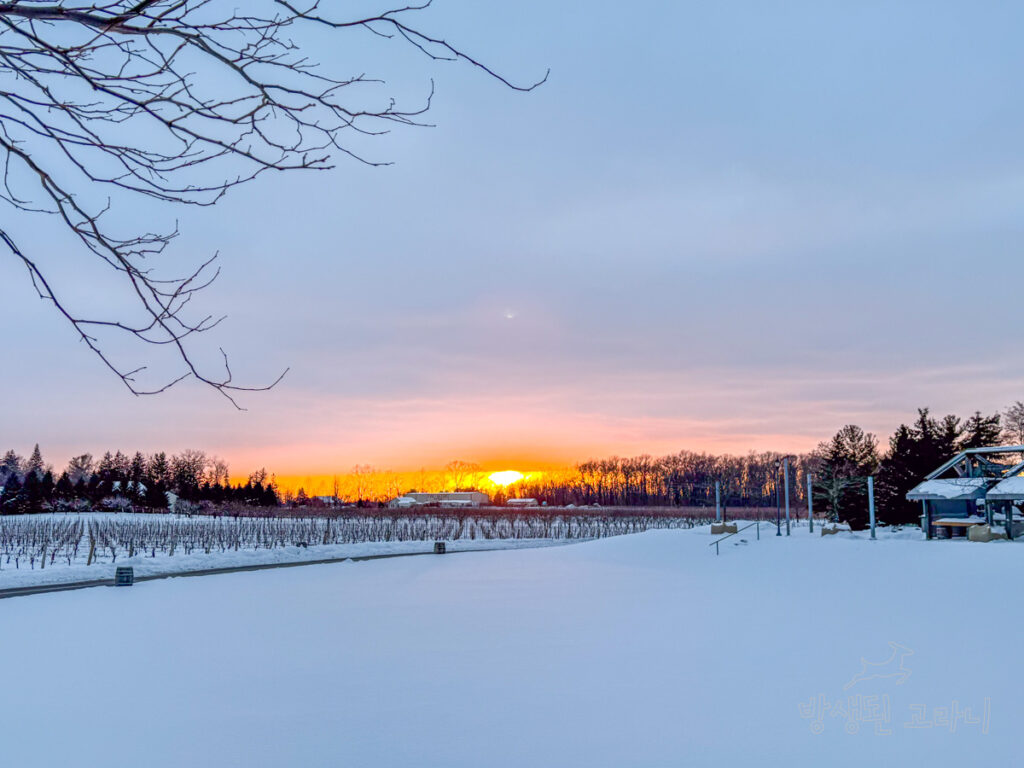 겨울 석양이 물드는 눈 덮인 광활한 포도밭 풍경