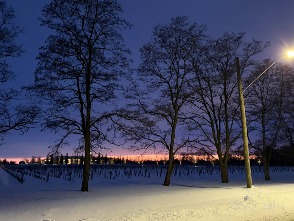 땅거미가 지는 석양과 눈 덮인 포도밭 전경