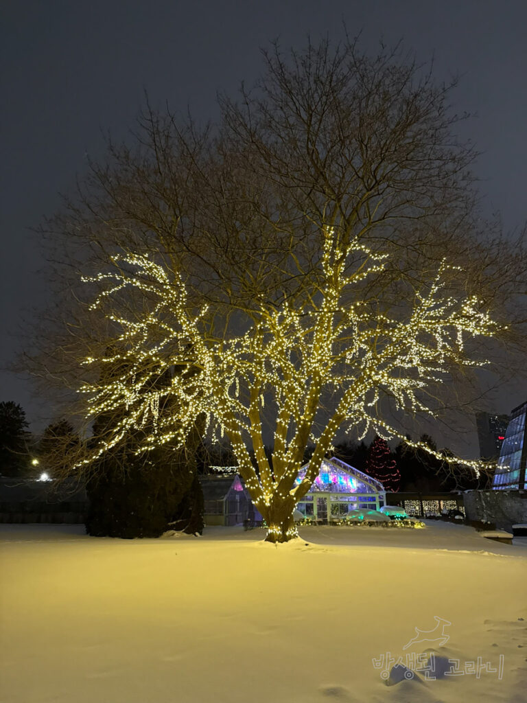 나이아가라 파크 그린하우스 내 노란 조명이 켜진 대형 나무