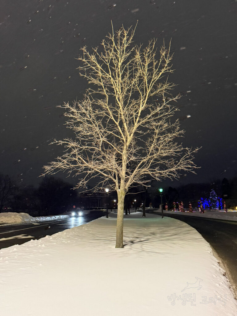 나이아가라 파크 그린하우스 앞 도로의 가로수와 눈 내리는 겨울 풍경