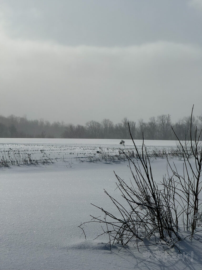 하얀 설원 위로 삐죽 솟아 오른 앙상한 나뭇가지들