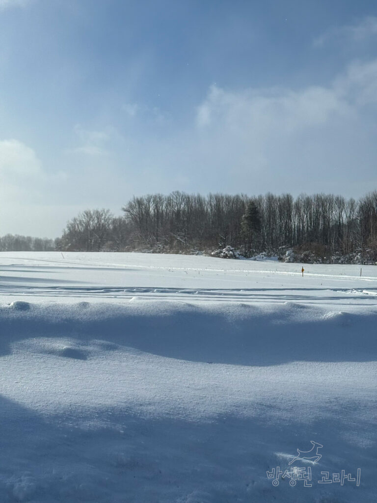 쌓인 눈의 설원과 그 뒤로 보이는 나무들