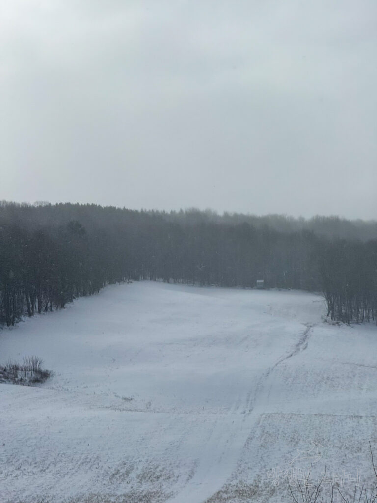 스키장 슬로프를 연상시키는 눈 덮인 산과 나무들