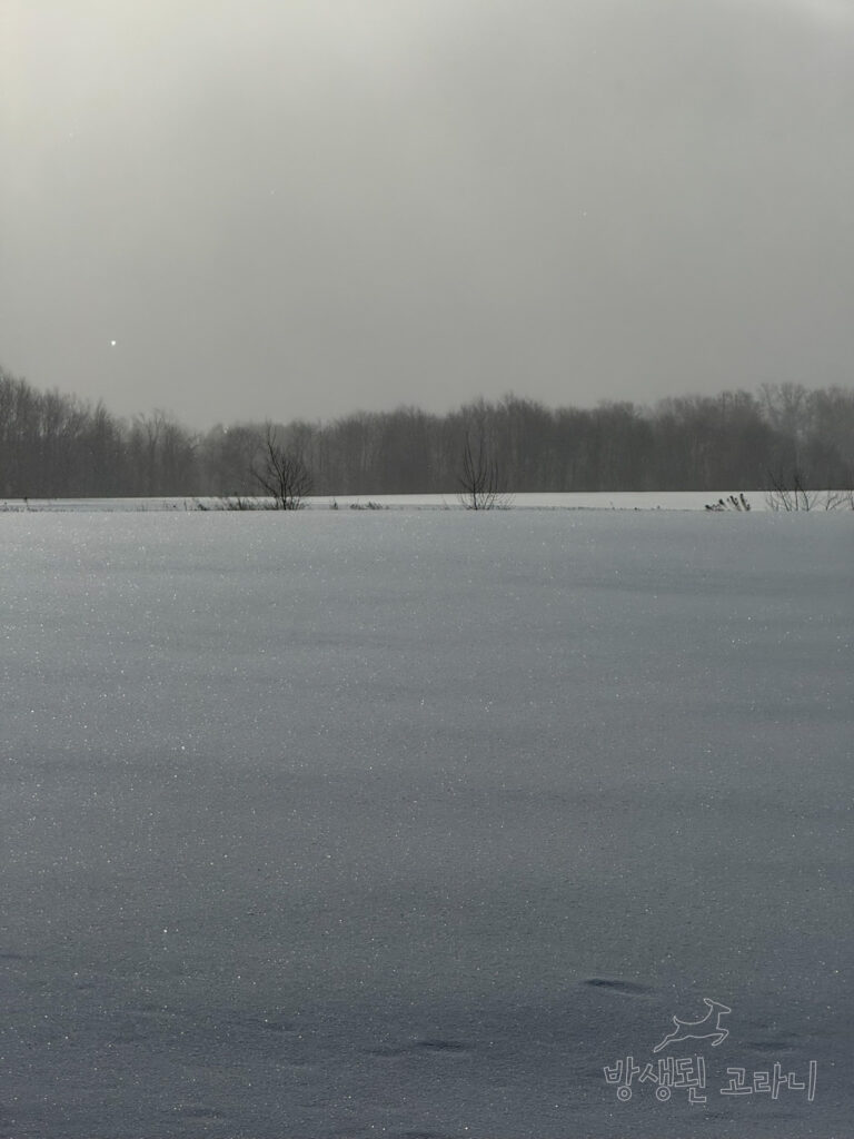 햇살을 받아 반짝이는 설원과 나무숲들